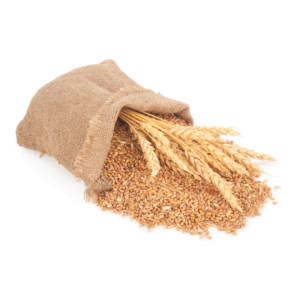 Egyptian Wheat