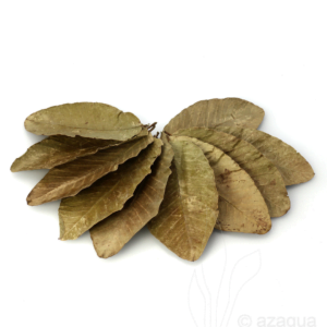 Guava Leaves
